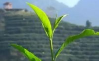 客田鎮(zhèn)：茶樹吐新芽，茶農喜增收